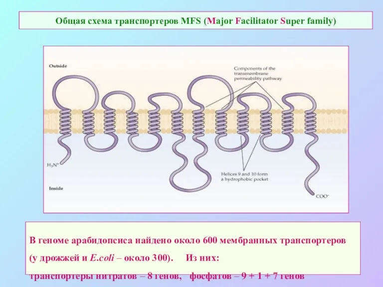 Общая схема транспортеров MFS (Major Facilitator Super family) В геноме арабидопсиса найдено около