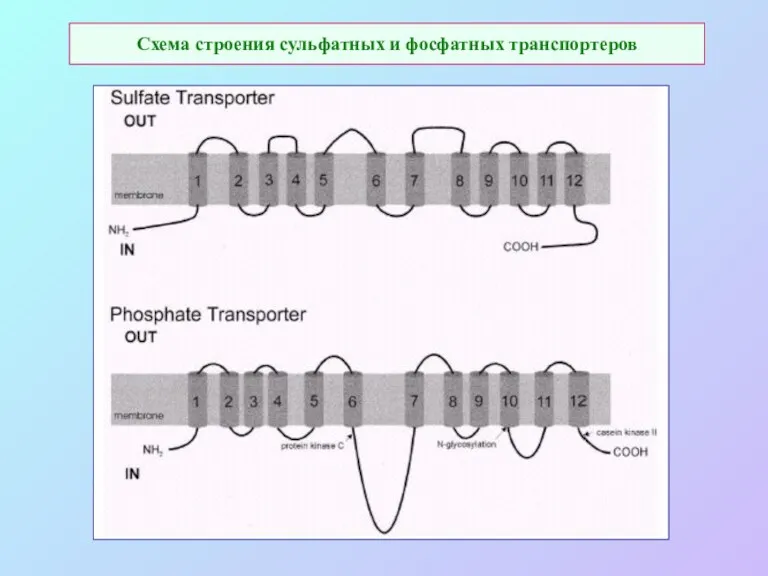 Схема строения сульфатных и фосфатных транспортеров
