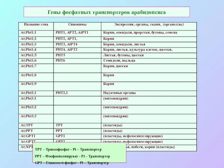 Гены фосфатных транспортеров арабидопсиса TPT – Триозофосфат - Pi –