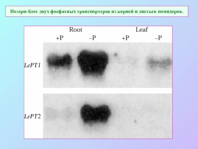 Нозерн-блот двух фосфатных транспортеров из корней и листьев помидоров.