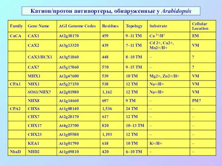 Катион/протон антипортеры, обнаруженные у Arabidopsis