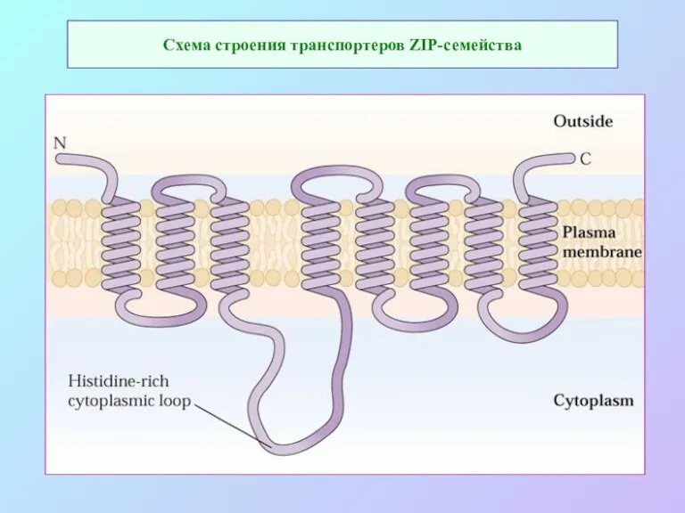 Схема строения транспортеров ZIP-семейства