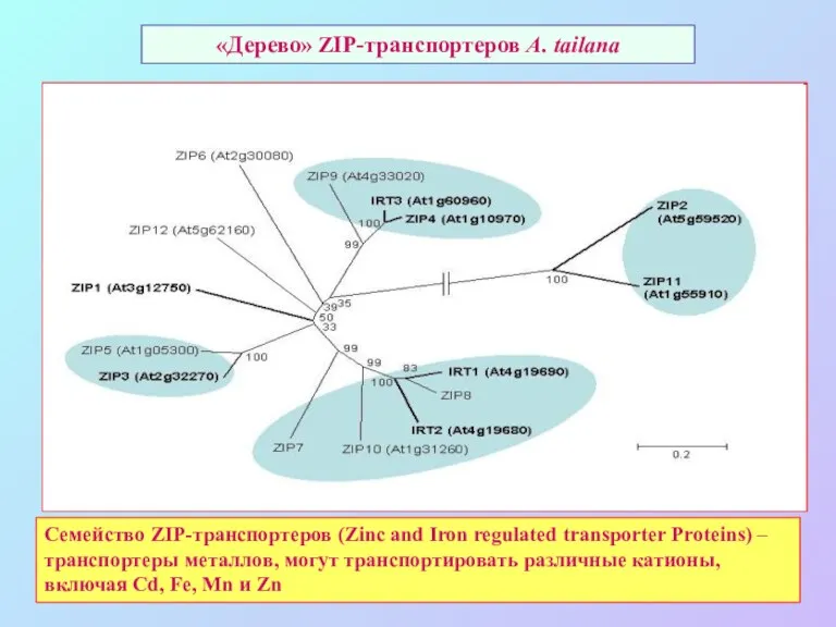 «Дерево» ZIP-транспортеров A. tailana Семейство ZIP-транспортеров (Zinc and Iron regulated transporter Proteins) –
