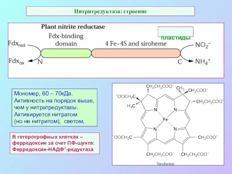 Нитритредуктаза: строение В гетеротрофных клетках – ферредоксин за счет ПФ-шунта: Ферредоксин-НАДФ+-редуктаза Мономер, 60