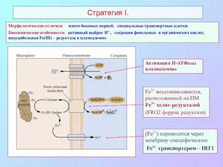 Стратегия I. Fe3+ восстанавливается, расположенной на ПМ Fe3+ хелат-редуктазой (FRO2 феррик редуктаза) (Fe2+)