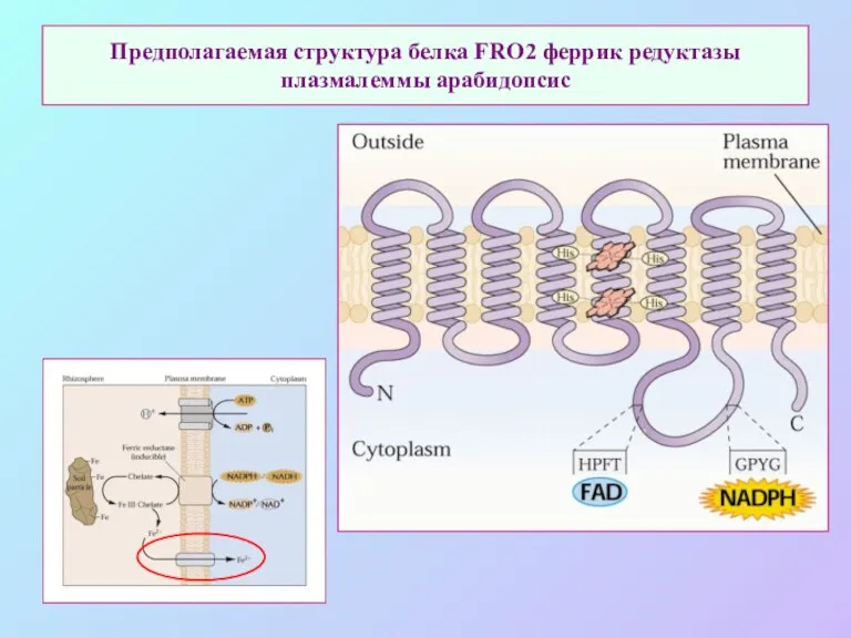 Предполагаемая структура белка FRO2 феррик редуктазы плазмалеммы арабидопсис