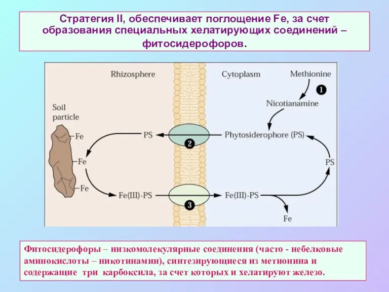 Стратегия II, обеспечивает поглощение Fe, за счет образования специальных хелатирующих соединений – фитосидерофоров.