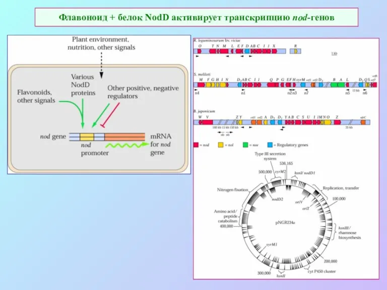 Флавоноид + белок NodD активирует транскрипцию nod-генов