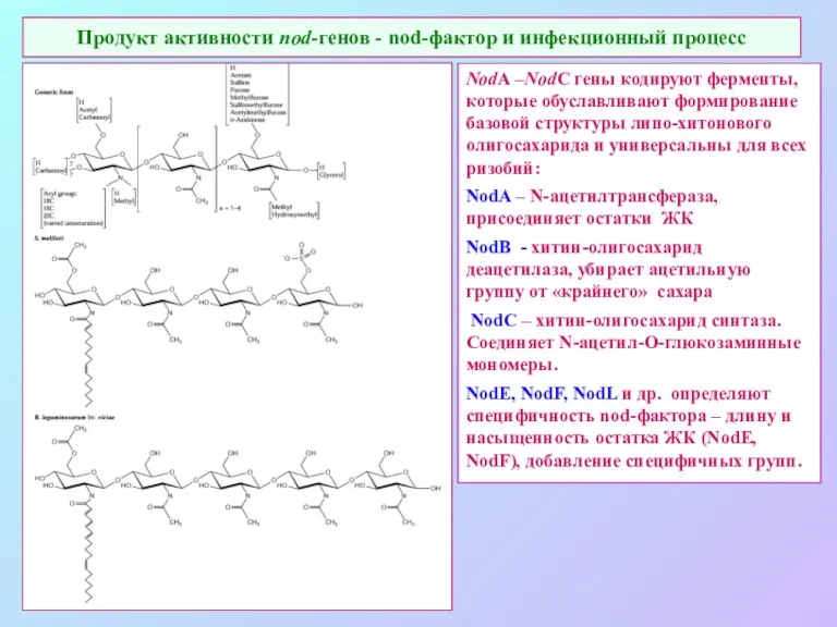 Продукт активности nod-генов - nod-фактор и инфекционный процесс NodA –NodC