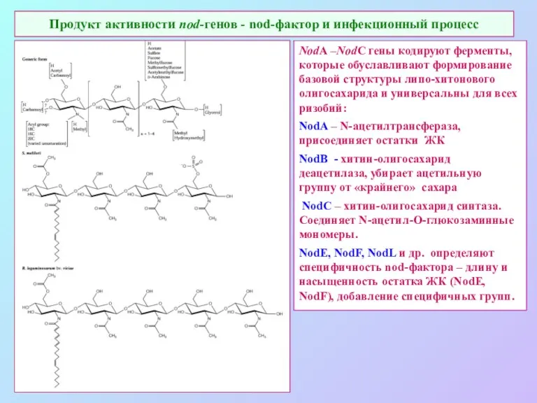 Продукт активности nod-генов - nod-фактор и инфекционный процесс NodA –NodC гены кодируют ферменты,