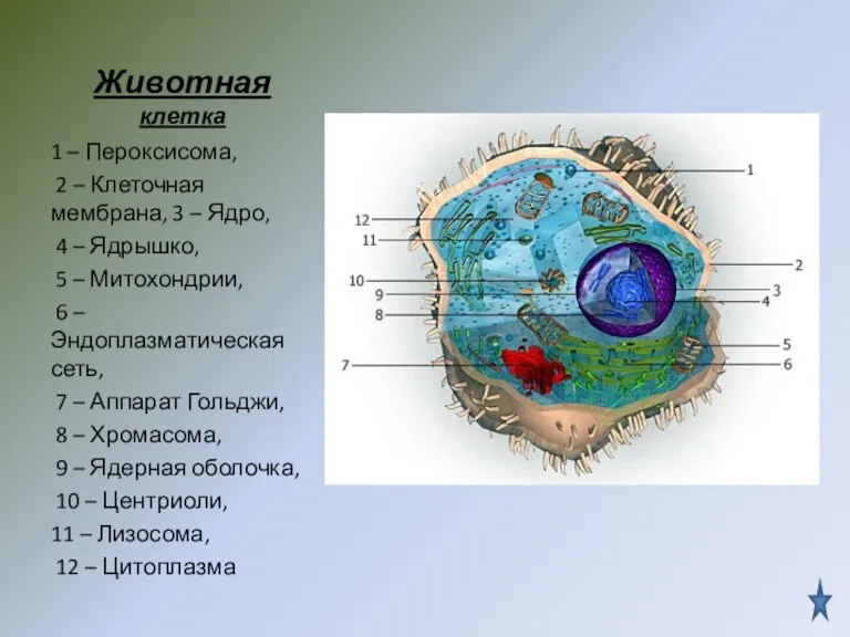 Животная клетка 1 – Пероксисома, 2 – Клеточная мембрана, 3 – Ядро, 4