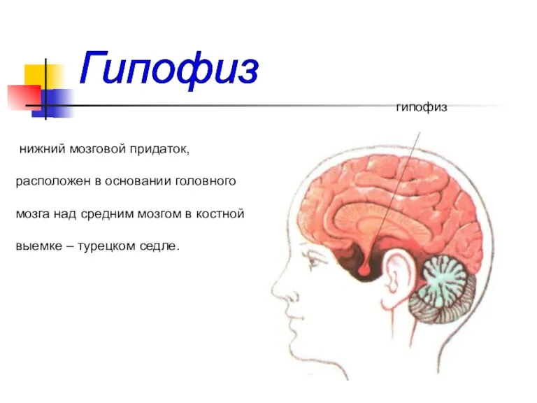 нижний мозговой придаток, расположен в основании головного мозга над средним