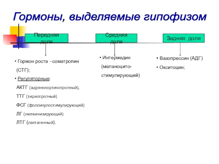 Передняя доля Гормон роста –соматропин (СТГ); Регуляторные: АКТГ (адренокортикотропный), ТТГ