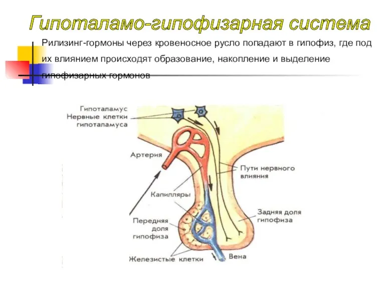 Рилизинг-гормоны через кровеносное русло попадают в гипофиз, где под их