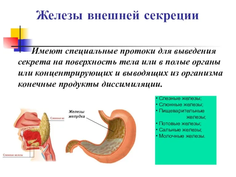 Железы внешней секреции Имеют специальные протоки для выведения секрета на