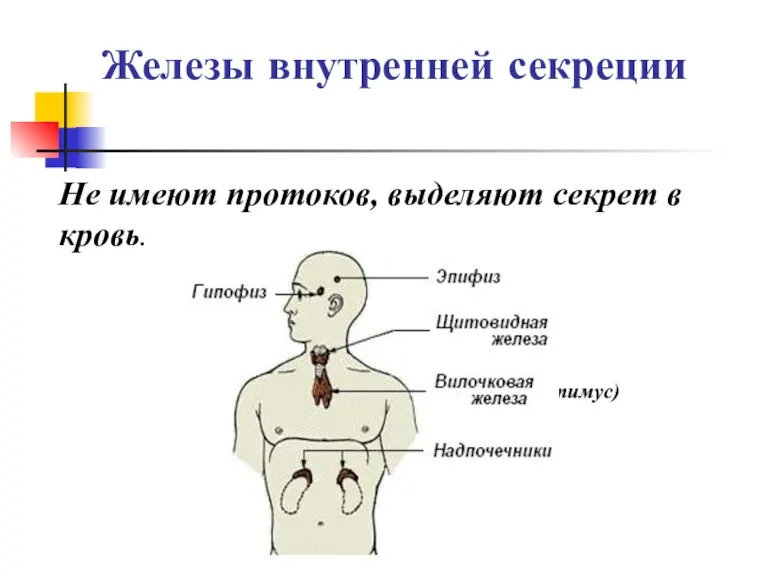 Железы внутренней секреции Не имеют протоков, выделяют секрет в кровь. (тимус)