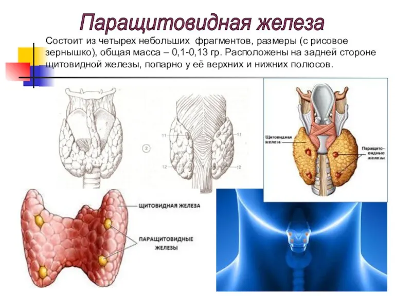 Состоит из четырех небольших фрагментов, размеры (с рисовое зернышко), общая