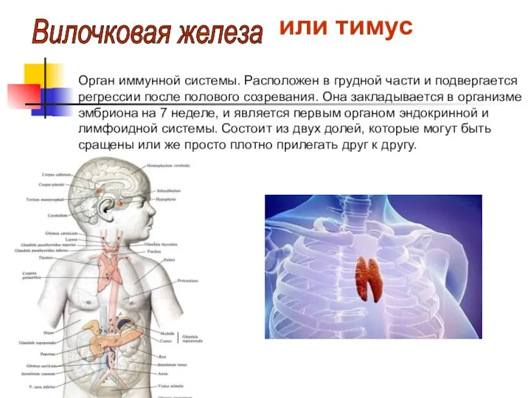 Орган иммунной системы. Расположен в грудной части и подвергается регрессии