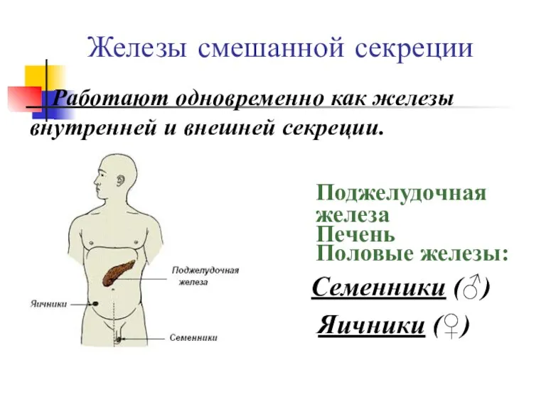 Железы смешанной секреции Работают одновременно как железы внутренней и внешней