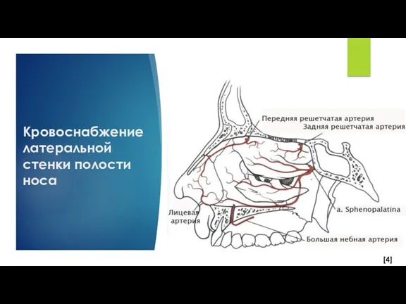 [4] Кровоснабжение латеральной стенки полости носа