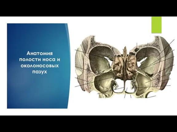 Анатомия полости носа и околоносовых пазух