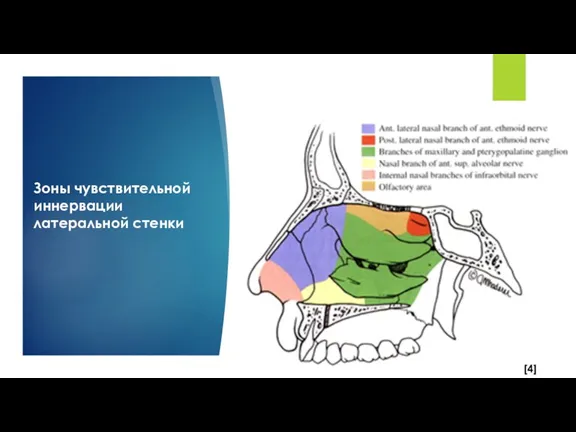 Зоны чувствительной иннервации латеральной стенки [4]