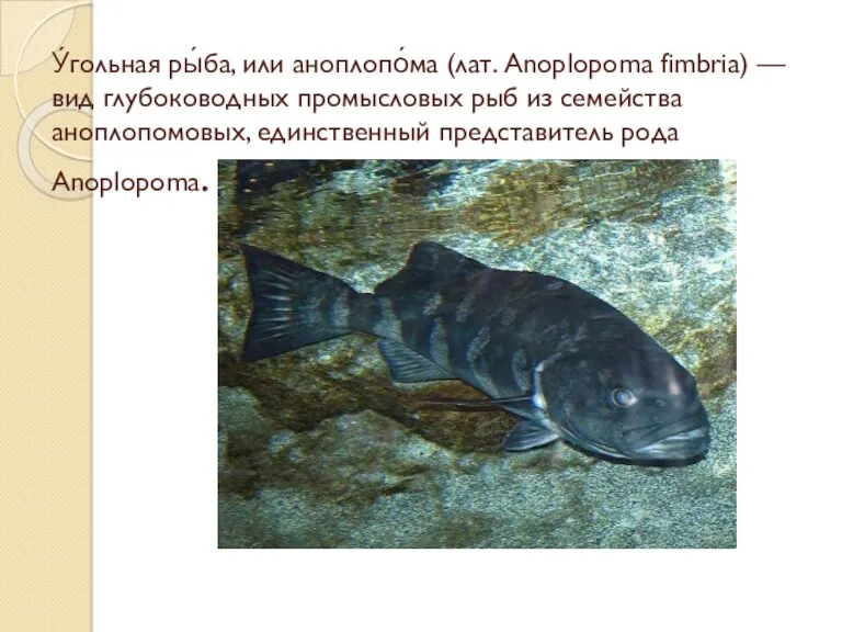 У́гольная ры́ба, или аноплопо́ма (лат. Anoplopoma fimbria) — вид глубоководных промысловых рыб из