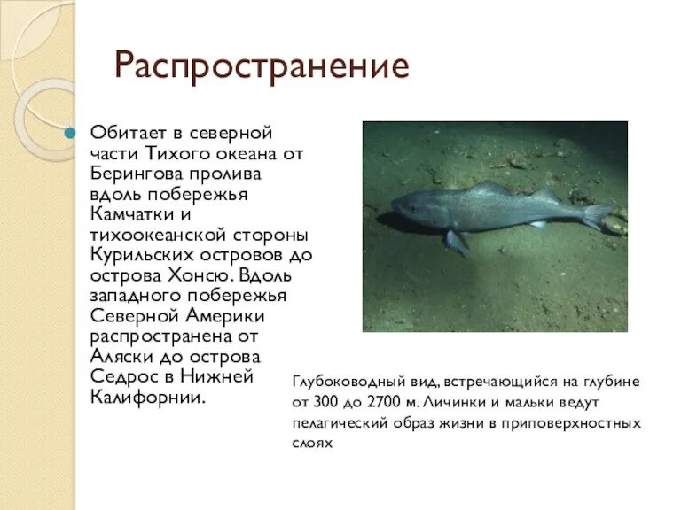 Распространение Обитает в северной части Тихого океана от Берингова пролива вдоль побережья Камчатки