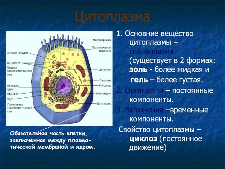 Цитоплазма 1. Основние вещество цитоплазмы – гиалоплазма (существует в 2