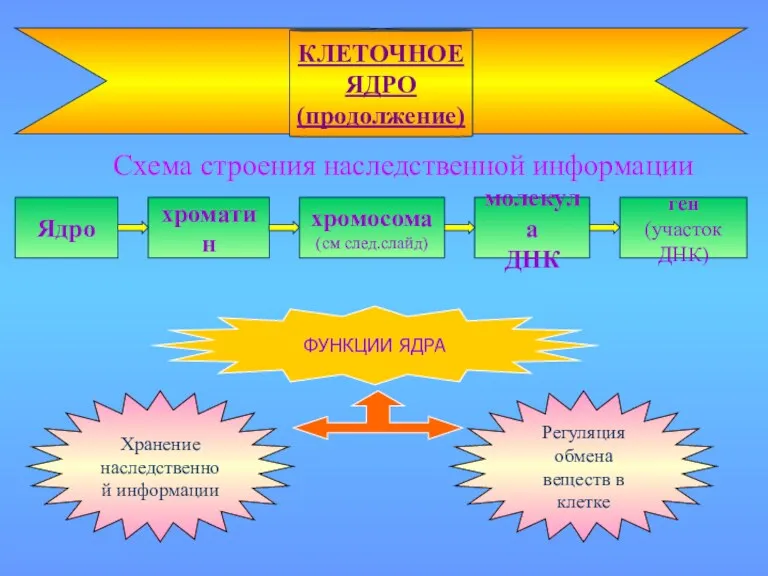 Схема строения наследственной информации КЛЕТОЧНОЕ ЯДРО (продолжение) Ядро хроматин хромосома