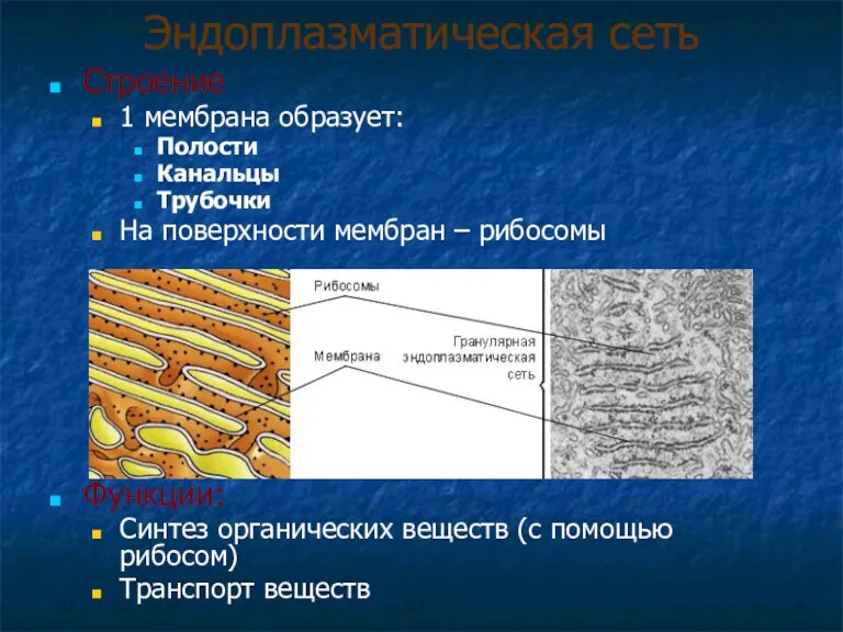 Эндоплазматическая сеть Строение 1 мембрана образует: Полости Канальцы Трубочки На