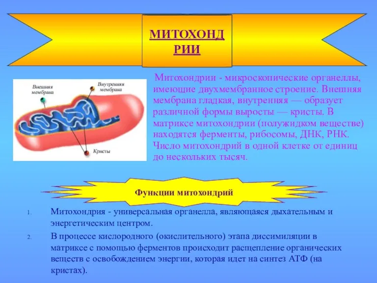 Митохондрии - микроскопические органеллы, имеющие двухмембранное строение. Внешняя мембрана гладкая,