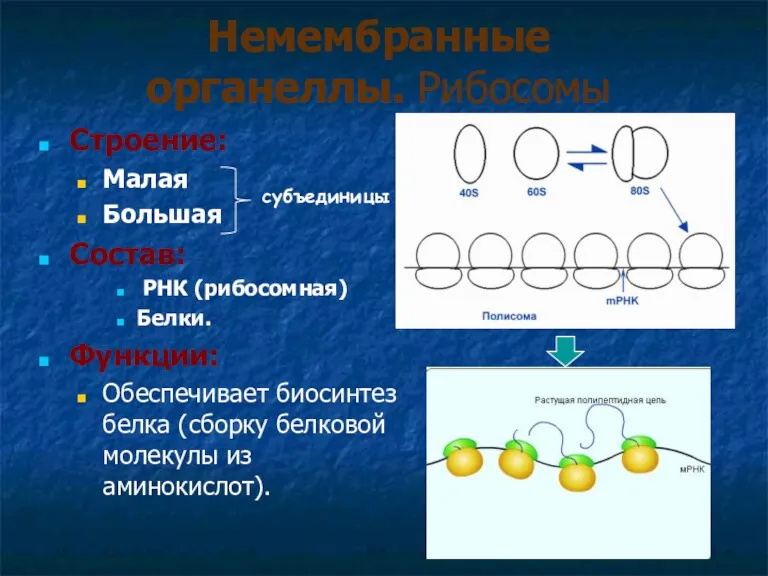 Немембранные органеллы. Рибосомы Строение: Малая Большая Состав: РНК (рибосомная) Белки.