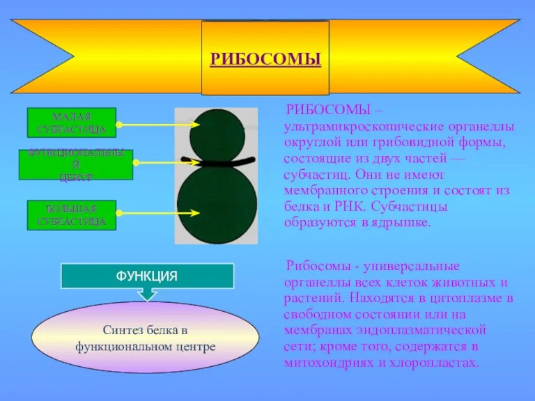 РИБОСОМЫ – ультрамикроскопические органеллы округлой или грибовидной формы, состоящие из