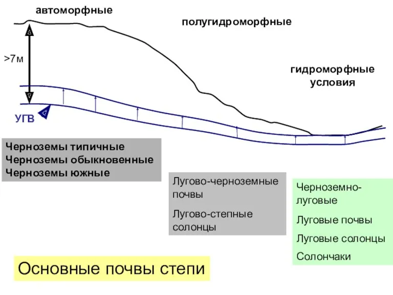 >7м УГВ автоморфные полугидроморфные гидроморфные условия Черноземы типичные Черноземы обыкновенные