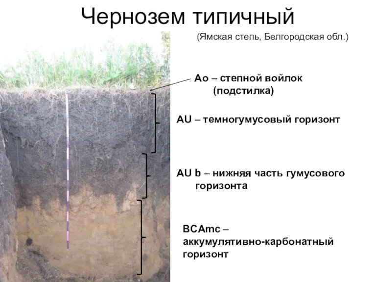 Чернозем типичный Ао – степной войлок (подстилка) AU – темногумусовый