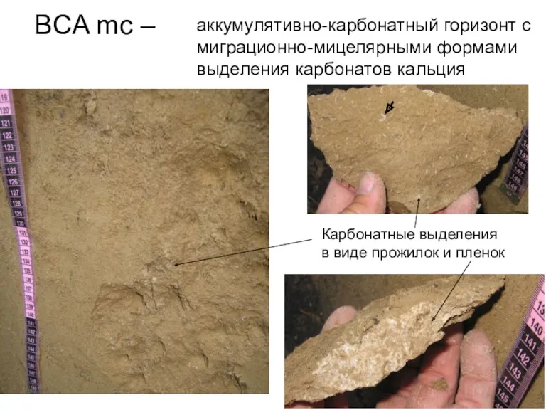 BCA mc – аккумулятивно-карбонатный горизонт с миграционно-мицелярными формами выделения карбонатов