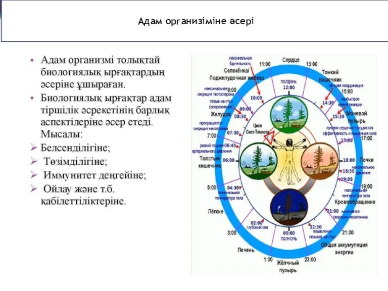 Адам организіміне әсері