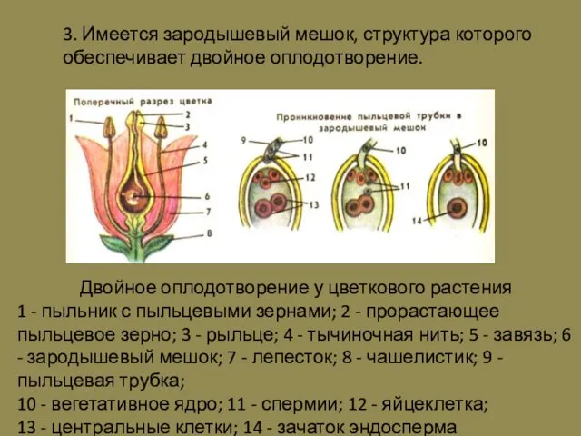 3. Имеется зародышевый мешок, структура которого обеспечивает двойное оплодотворение. Двойное