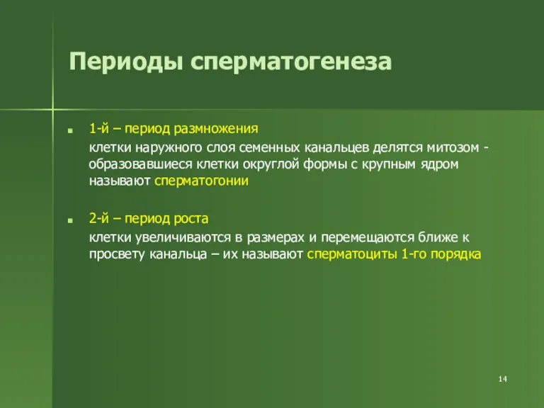 Периоды сперматогенеза 1-й – период размножения клетки наружного слоя семенных