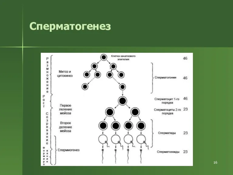 Сперматогенез