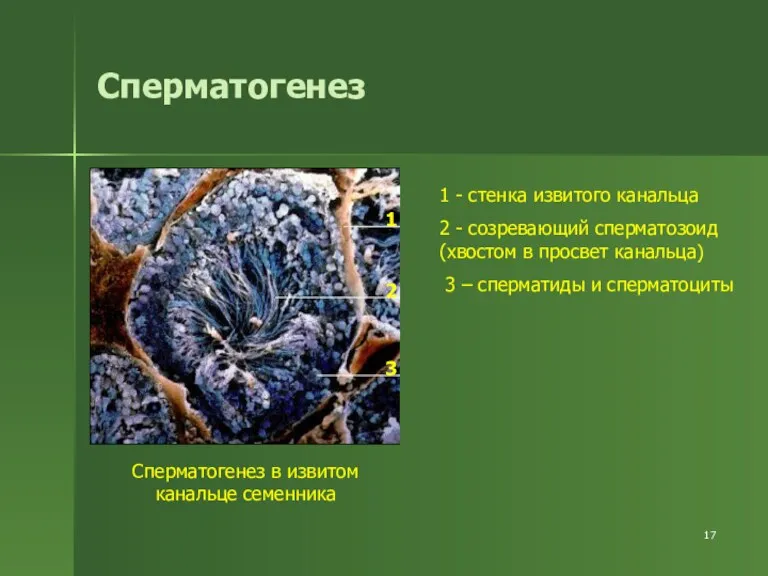 Сперматогенез Сперматогенез в извитом канальце семенника 1 2 3 1