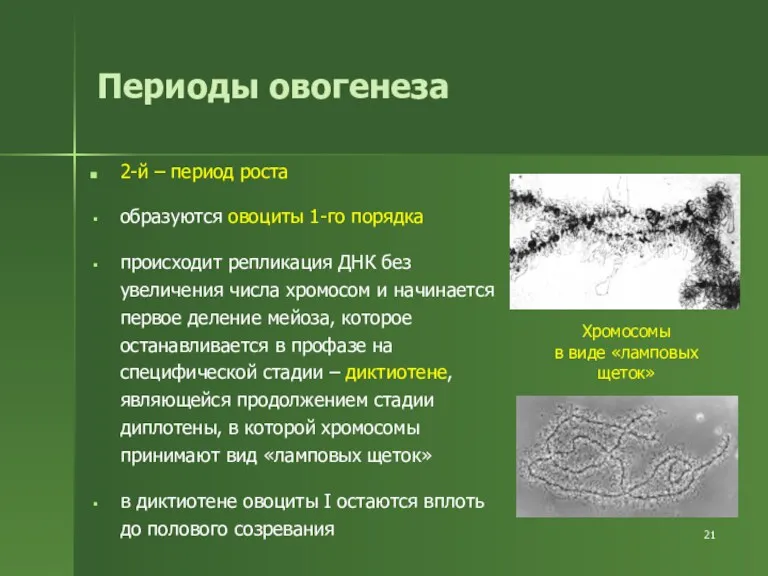 Периоды овогенеза 2-й – период роста образуются овоциты 1-го порядка