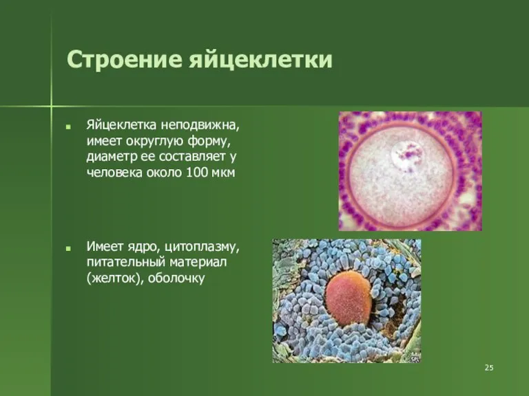 Строение яйцеклетки Яйцеклетка неподвижна, имеет округлую форму, диаметр ее составляет