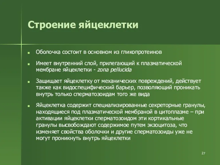 Строение яйцеклетки Оболочка состоит в основном из гликопротеинов Имеет внутренний