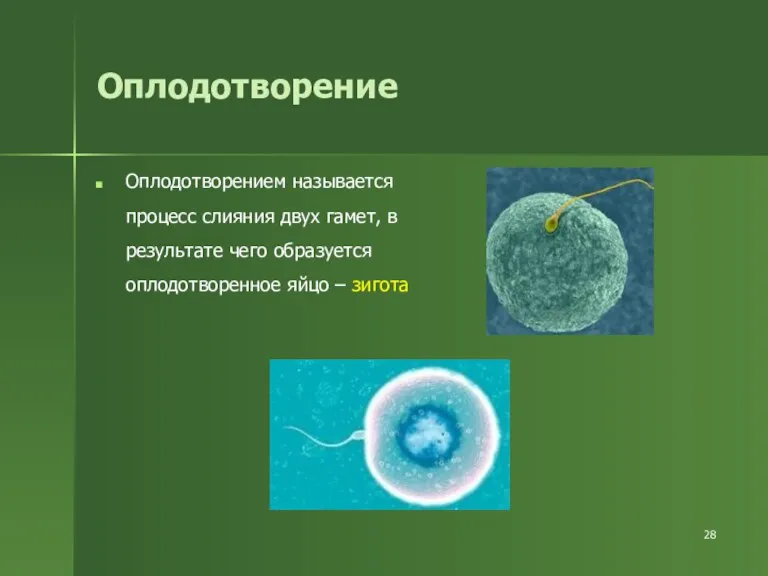 Оплодотворение Оплодотворением называется процесс слияния двух гамет, в результате чего образуется оплодотворенное яйцо – зигота