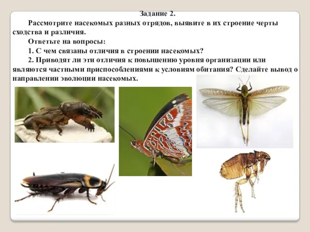 Задание 2. Рассмотрите насекомых разных отрядов, выявите в их строение черты сходства и