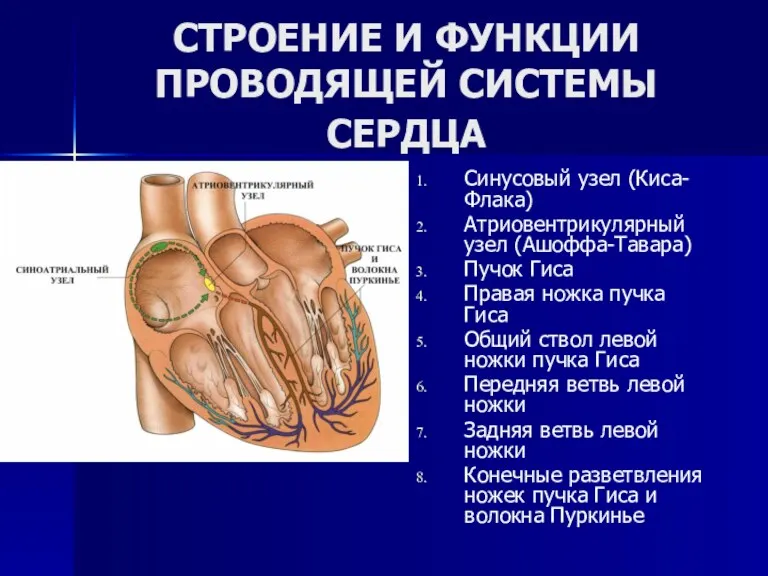 СТРОЕНИЕ И ФУНКЦИИ ПРОВОДЯЩЕЙ СИСТЕМЫ СЕРДЦА Синусовый узел (Киса-Флака) Атриовентрикулярный