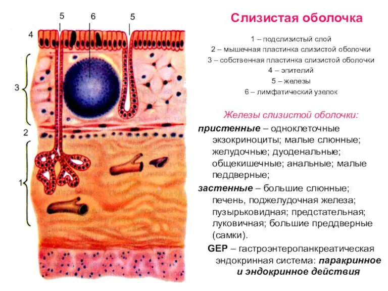 Слизистая оболочка 1 – подслизистый слой 2 – мышечная пластинка