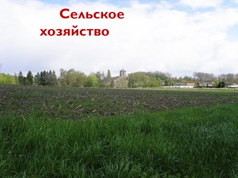 Сельское хозяйство